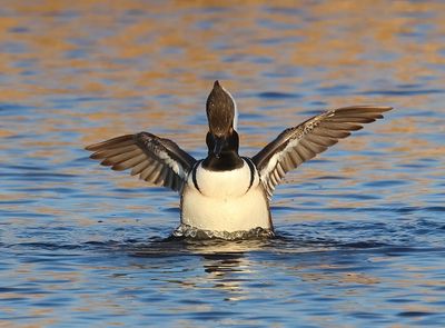 Hooded Merganser - Lophodytes cucullatus 
