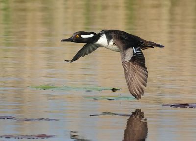 Hooded Merganser - Lophodytes cucullatus 