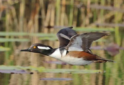 Hooded Merganser - Lophodytes cucullatus 