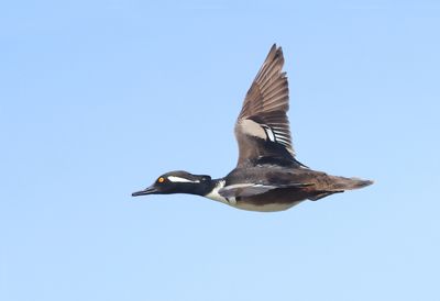 Hooded Merganser - Lophodytes cucullatus 
