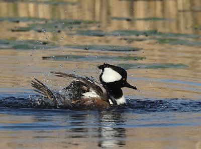 Hooded Merganser - Lophodytes cucullatus 
