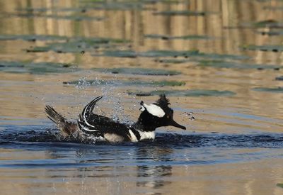 Hooded Merganser - Lophodytes cucullatus 
