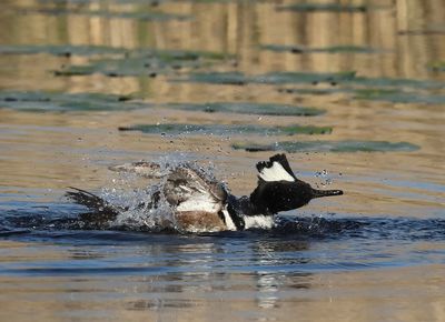 Hooded Merganser - Lophodytes cucullatus 