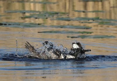Hooded Merganser - Lophodytes cucullatus 
