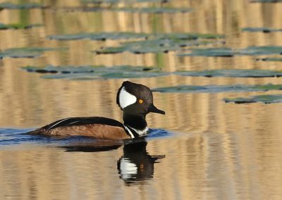Hooded Merganser - Lophodytes cucullatus 