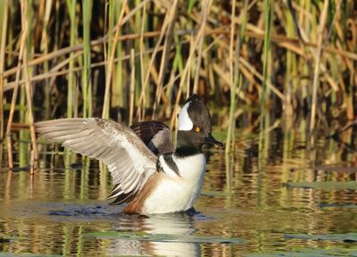 Hooded Merganser - Lophodytes cucullatus 