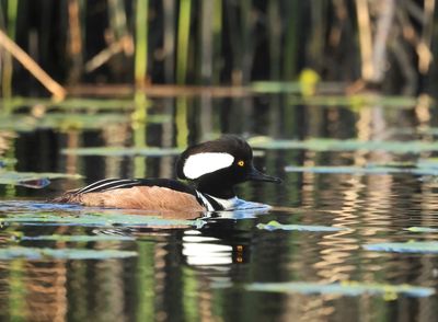 Hooded Merganser - Lophodytes cucullatus 