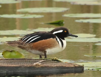 Hooded Merganser - Lophodytes cucullatus 