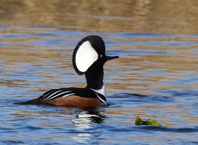 Hooded Merganser - Lophodytes cucullatus 