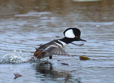 Hooded Merganser - Lophodytes cucullatus 