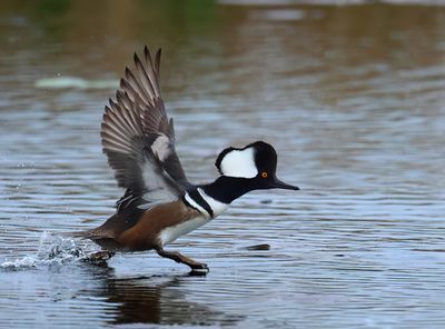 Hooded Merganser - Lophodytes cucullatus 