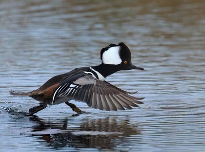 Hooded Merganser - Lophodytes cucullatus 