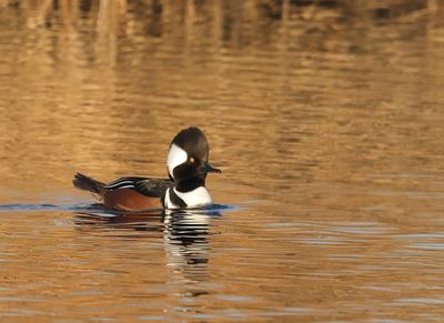 Hooded Merganser - Lophodytes cucullatus 