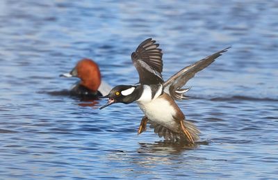 Hooded Merganser - Lophodytes cucullatus 