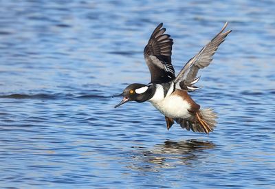 Hooded Merganser - Lophodytes cucullatus 
