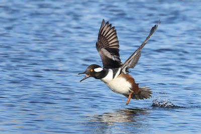 Hooded Merganser - Lophodytes cucullatus 