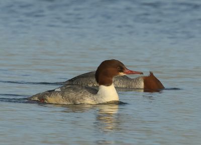Goosander - Mergus merganser