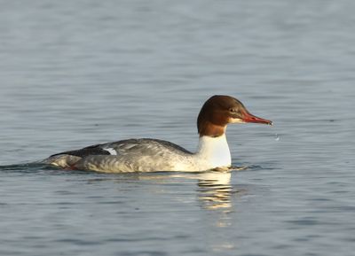 Goosander - Mergus merganser