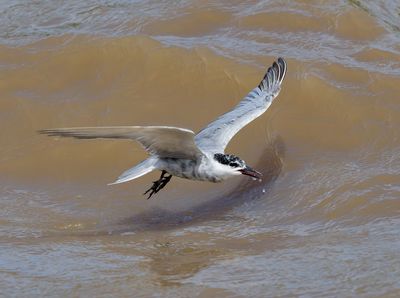 Whiskered Tern - Chlidonias h. hybrida