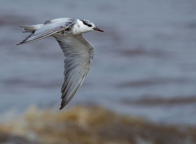 Whiskered Tern - Chlidonias h. hybrida
