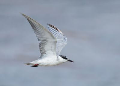 Whiskered Tern - Chlidonias h. hybrida