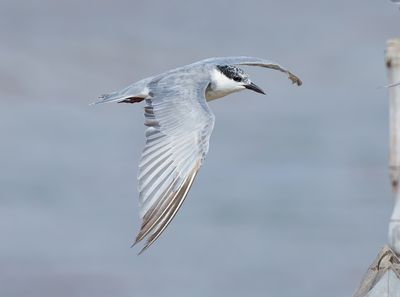 Whiskered Tern - Chlidonias h. hybrida