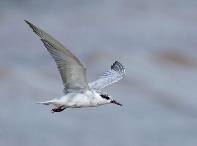 Whiskered Tern - Chlidonias h. hybrida