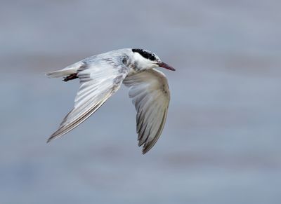 Whiskered Tern - Chlidonias h. hybrida