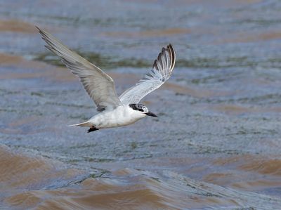 Whiskered Tern - Chlidonias h. hybrida