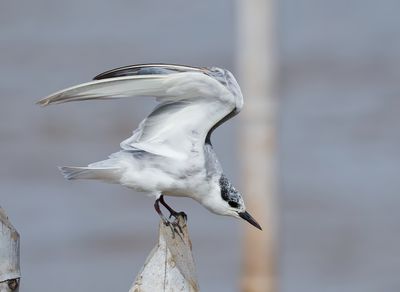 MAP: Whiskered Tern - Chlidonias h. hybrida