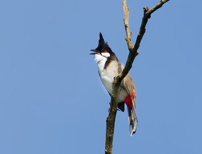 Red-whiskered Bulbul - Pycnonotus jocosus