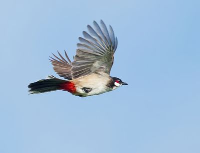 Red-whiskered Bulbul - Pycnonotus jocosus
