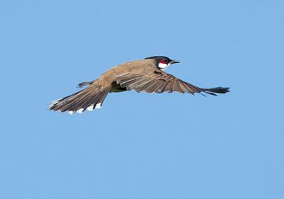 Red-whiskered Bulbul - Pycnonotus jocosus