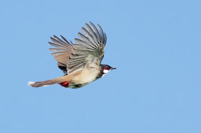 Red-whiskered Bulbul - Pycnonotus jocosus