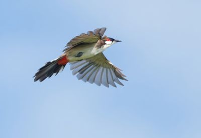 Red-whiskered Bulbul - Pycnonotus jocosus