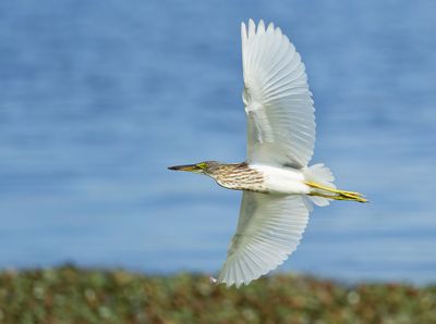 pond heron-spec - Ardeola spec.