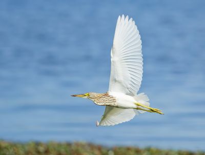 pond heron-spec - Ardeola spec.