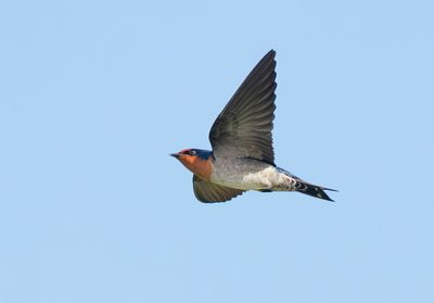 Pacific Swallow - Hirundo javanica