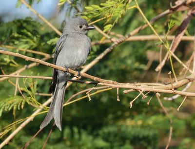 Ashy Drongo - Dicrurus leucophaeus salangensis