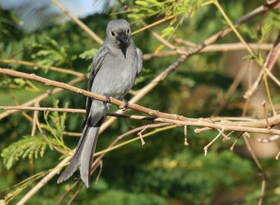 Ashy Drongo - Dicrurus leucophaeus salangensis