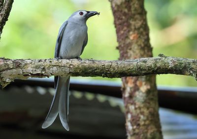 Ashy Drongo - Dicrurus leucophaeus