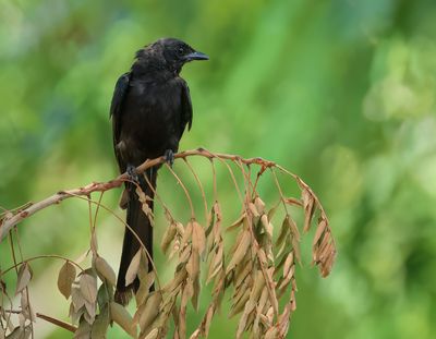 Black Drongo - Dicrurus macrocercus