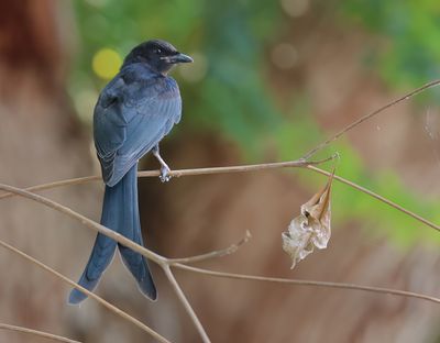 Black Drongo - Dicrurus macrocercus