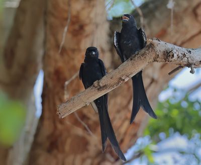 Black Drongo - Dicrurus macrocercus