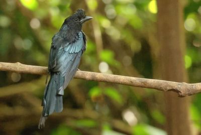 Greater Racket-tailed Drongo - Dicrurus p. paradiseus