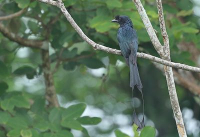 Greater Racket-tailed Drongo - Dicrurus p. paradiseus
