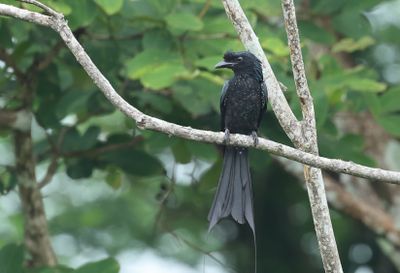 Greater Racket-tailed Drongo - Dicrurus p. paradiseus