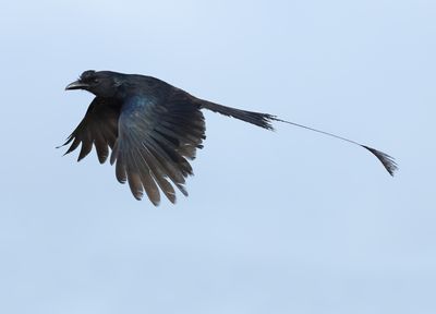 Greater Racket-tailed Drongo - Dicrurus p. paradiseus