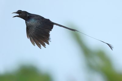 Greater Racket-tailed Drongo - Dicrurus p. paradiseus