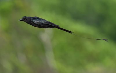 Greater Racket-tailed Drongo - Dicrurus p. paradiseus